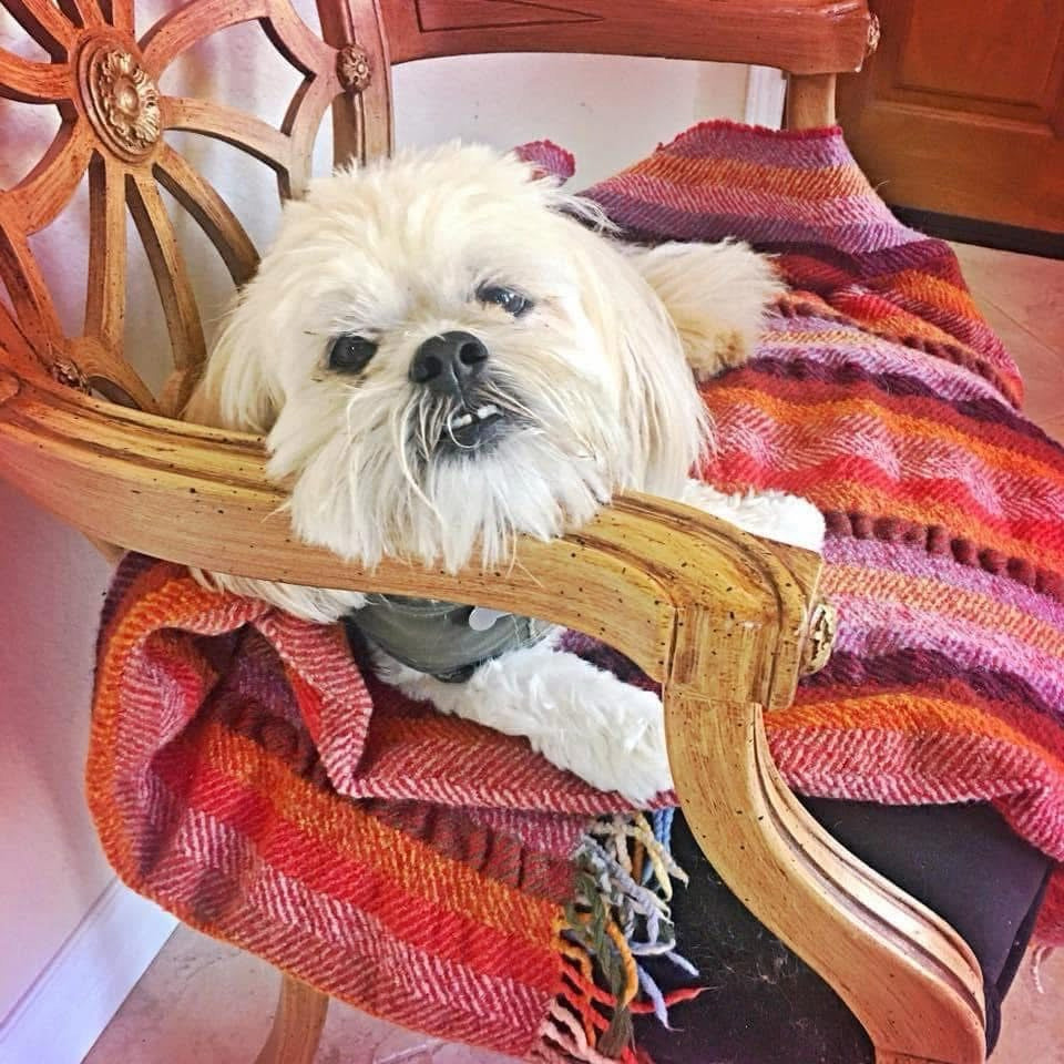 Andrea's dog