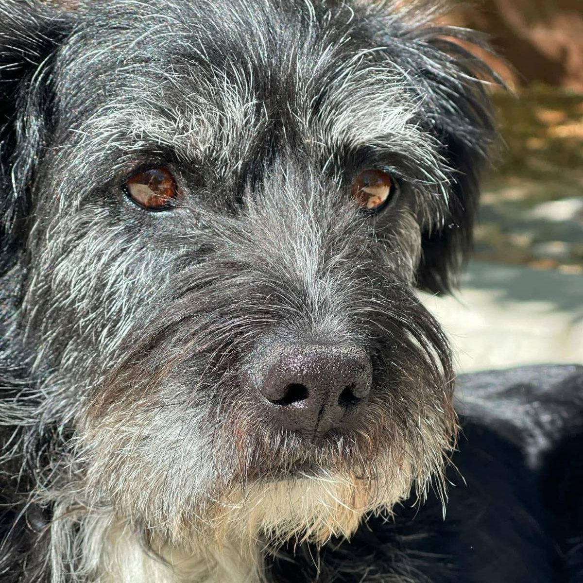 Close up of Andrea's dog