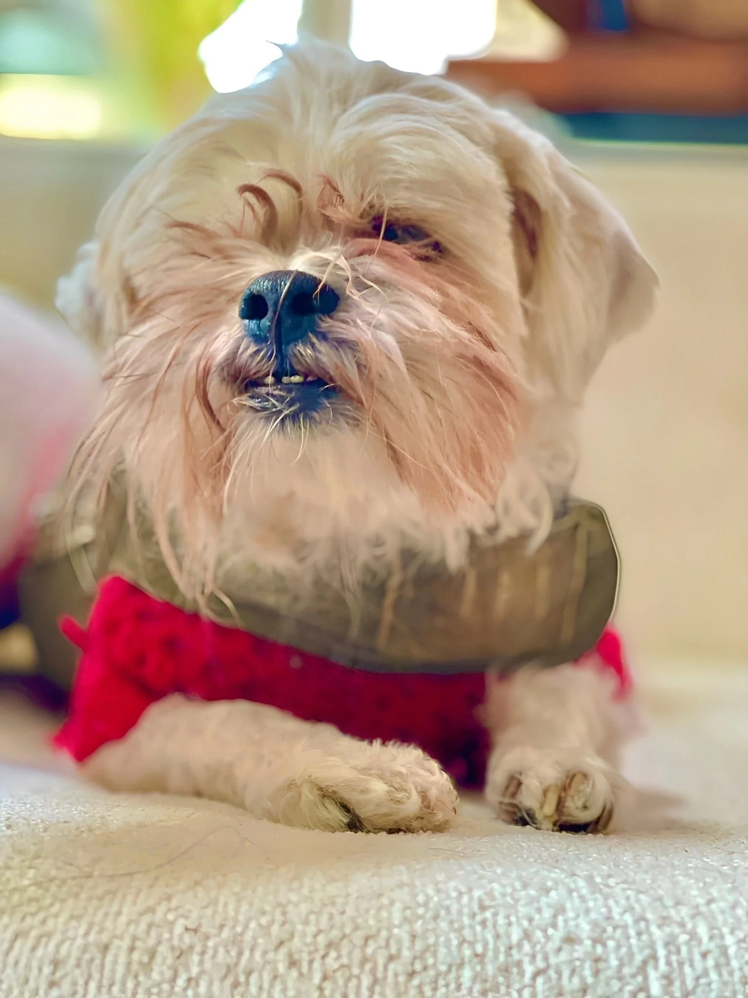 Louis, Andrea's beloved dog