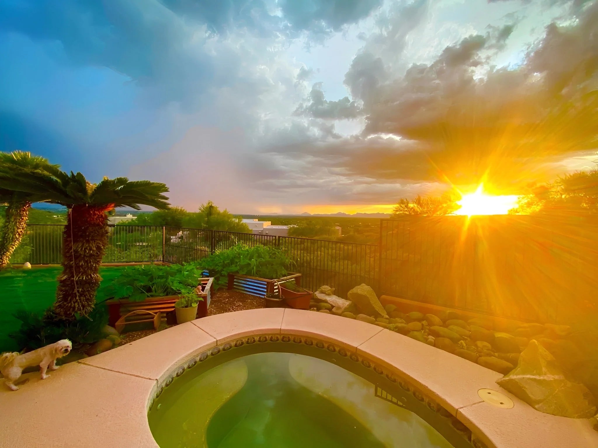 Andrea's organic garden